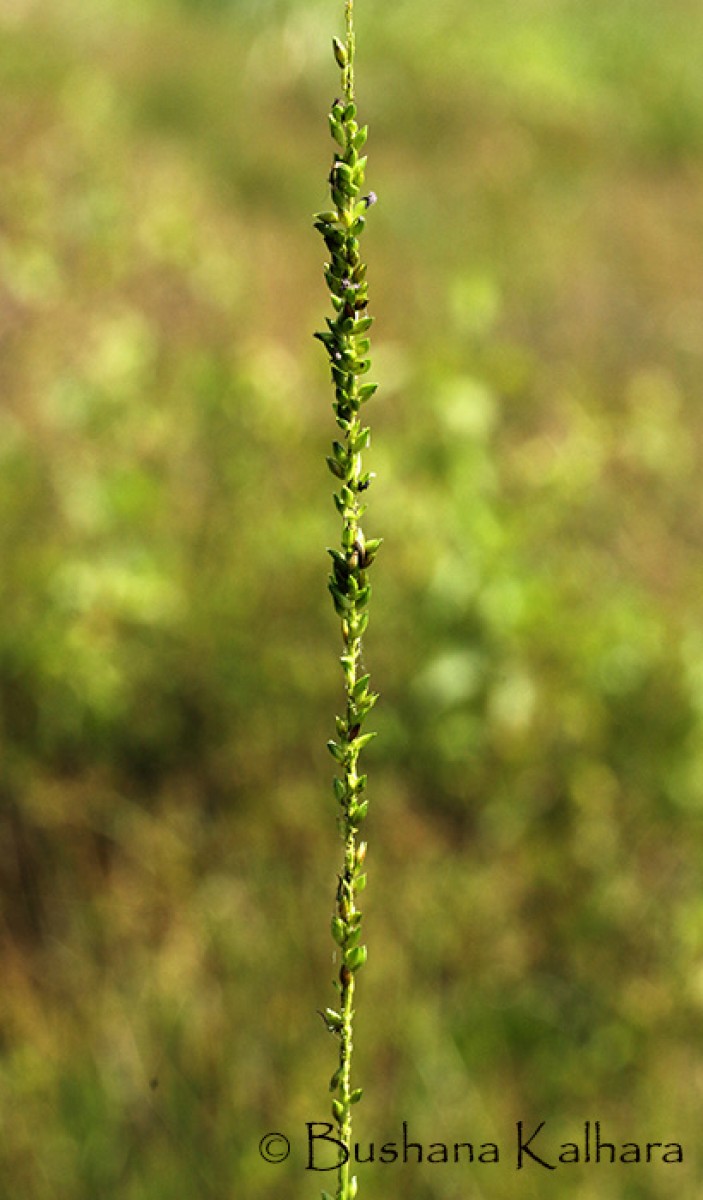 Sacciolepis interrupta (Willd.) Stapf